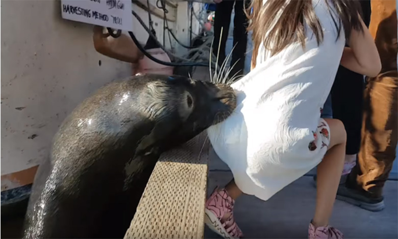 Family slammed for 'reckless behaviour' after sea lion drags girl into water in Richmond, B.C.
